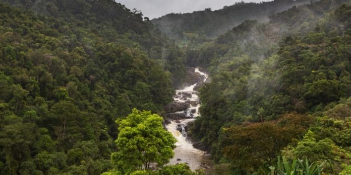L’Afrique Centrale : Une biodiversité aux spécificités exaltantes