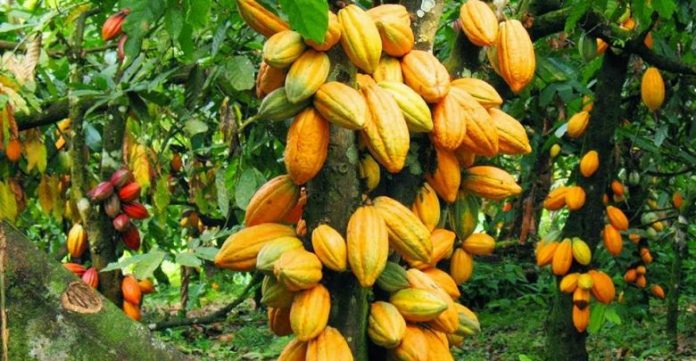 Le prix du cacao passe à 2 520 FCFA au Cameroun