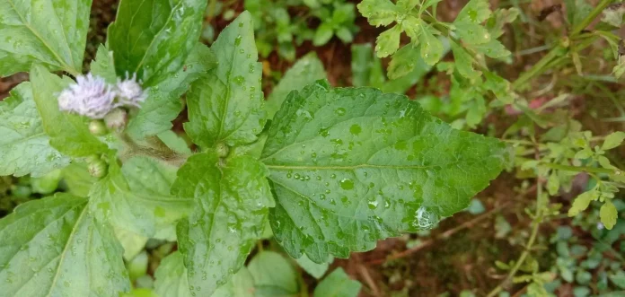 Roi des herbes « Katoro’o », plante aux innombrables vertus