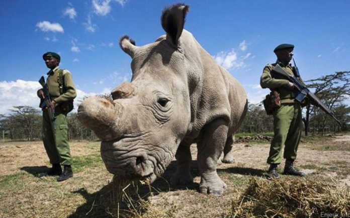 Afrique du Sud: près de 500 rhinocéros victimes d’un braconnage en hausse en 2023