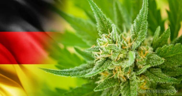 Légaliser le cannabis et protéger les jeunes, l’Allemagne sur une ligne de crête