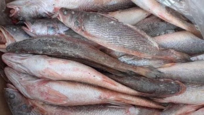 Consommation des produits de mer : le Cameroun a besoin de 242 mille tonnes supplémentaires.