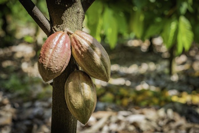 Le cacao à 10.000 dollars : une fève bien amère pour les chocolatiers pour Pâques