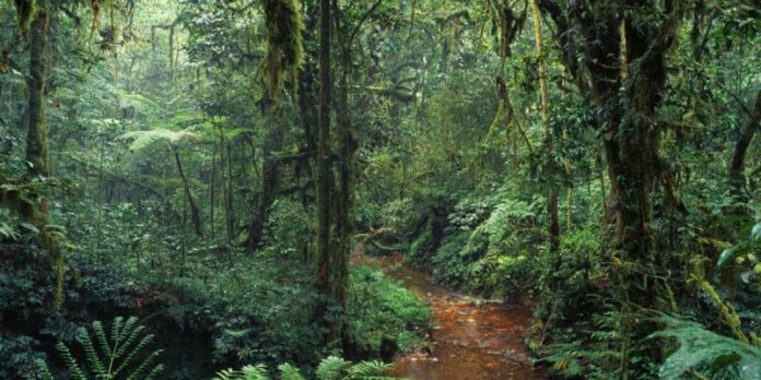 Classement de la forêt d’Ebo: la décision de justice toujours attendue par les fils et filles Banen