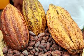 Agro-alimentaire: le cacao procure 460 milliards Fcfa au Cameroun