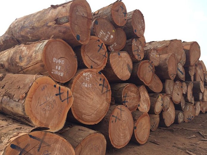 Exploitation forestière :76 essences de bois interdites à l’exportation
