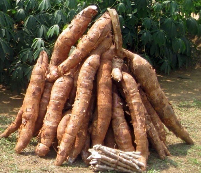 Production du manioc : le Cameroun sur le point de céder 400 000 hectares à une entreprise inconnue du public