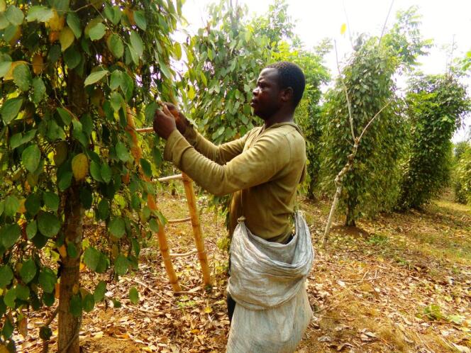 Le Cameroun propose aux Africains de mutualiser leurs efforts dans l’utilisation des produits labélisés IG