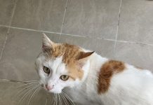 Le vol des chats