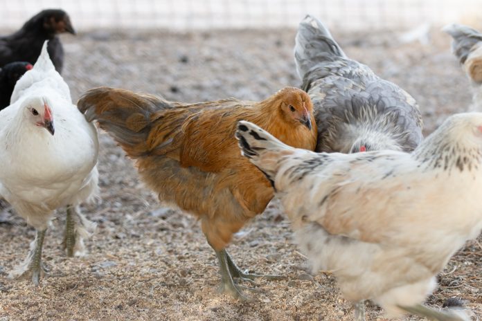 Les poules rougissent en fonction de leurs émotions