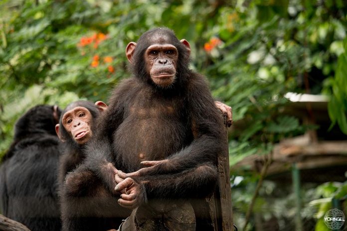 Le Wildlife center de Limbe au service des animaux