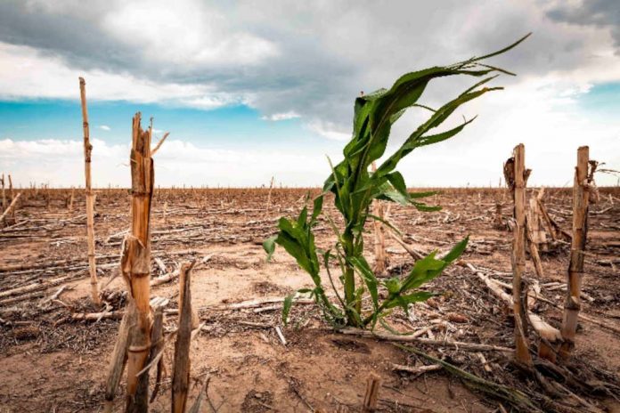 Afrique australe: la sécheresse liée à El Niño plus qu’au changement climatique