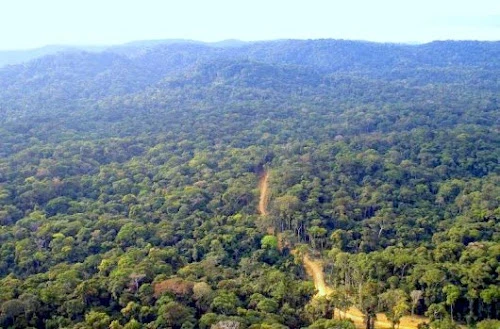Afrique : des jeunes au chevet des forêts du Bassin du Congo