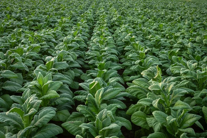 Tabac : la filière sous la menace d’une crise