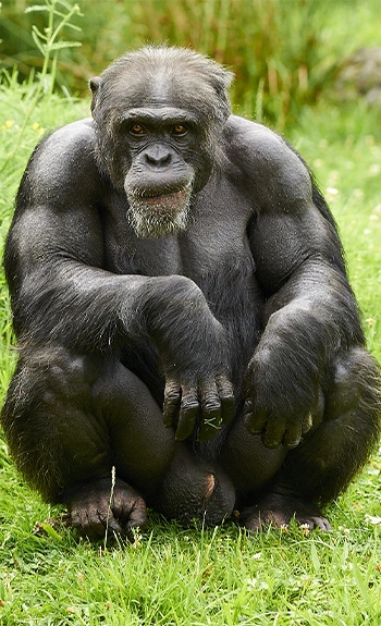Un groupe de chimpanzés s’en prend violemment à un homme dans la forêt de Ndog Mongo