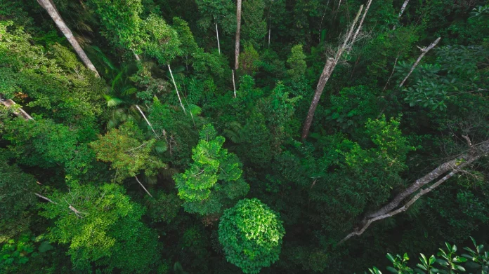 Climat: l’élimination de CO2 doit quadrupler d’ici à 2050, selon un rapport