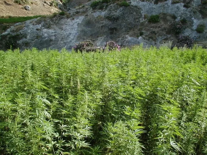 Au Maroc, des cultivateurs de cannabis sortent de la clandestinité