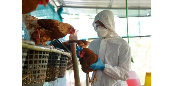 L’OMS appelle à renforcer la surveillance dans la lutte contre la grippe aviaire