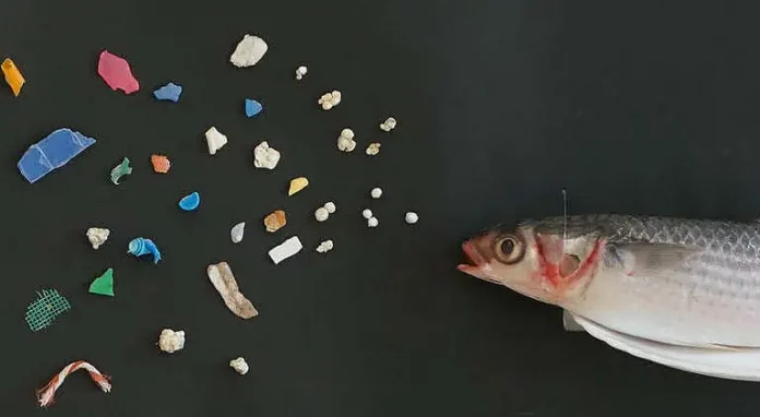 Les microplastiques pénètrent profondément dans l’organisme des poissons (étude)