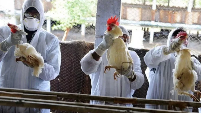 Prévention : des vaccins contre la grippe aviaire