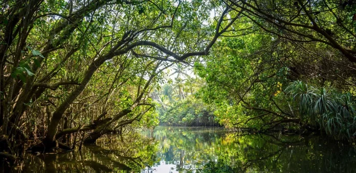 Douala : la préservation de la mangrove au cœur d’un atelier