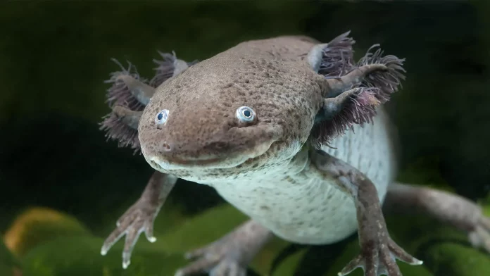 L’axolotl, une espèce de poisson rare, capturé à Kribi