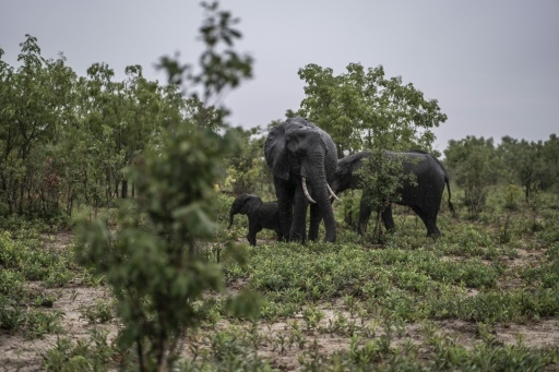 Frappé par la sécheresse, le Zimbabwe va à son tour abattre 200 éléphants