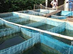 Poissons : le Cameroun veut 600 000 tonnes en 2027