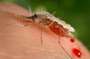 Anopheles stephensi : menace pour la santé en Afrique de l'Est