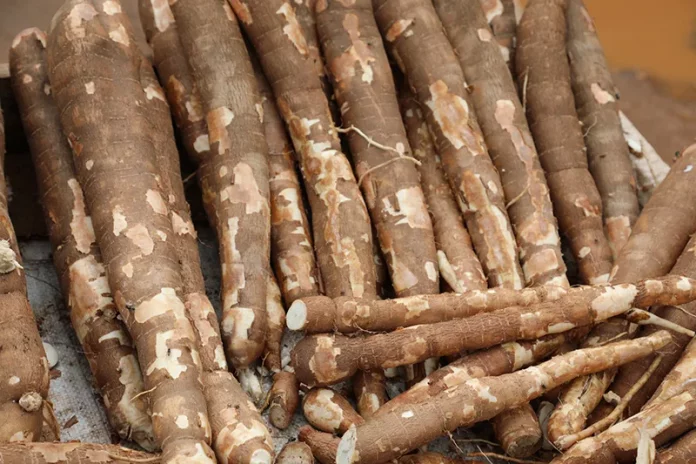 Festival du manioc : Douala accueille la 1er édition