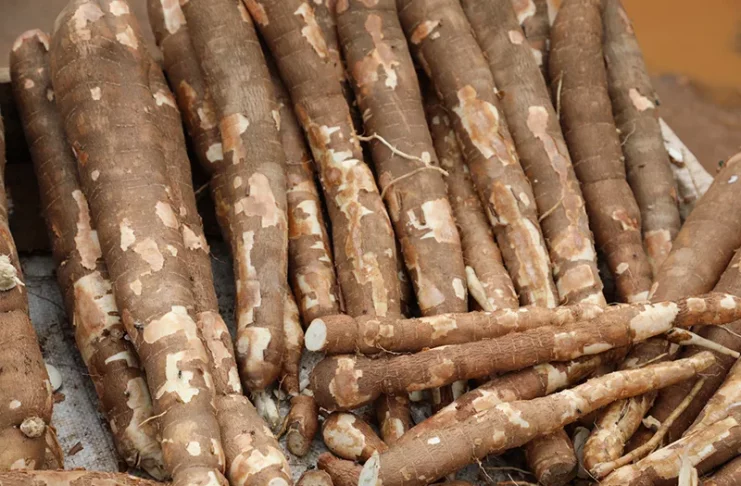 manioc