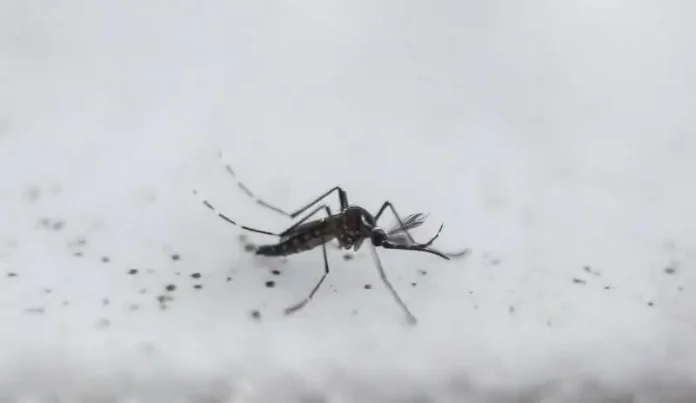A Djibouti, des moustiques génétiquement modifiés pour enrayer le paludisme
