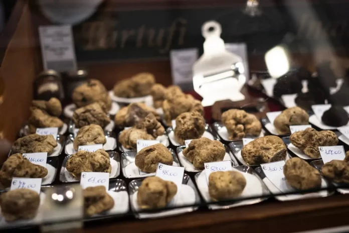 La truffe blanche, l’or d’Italie menacé par les ravages du climat