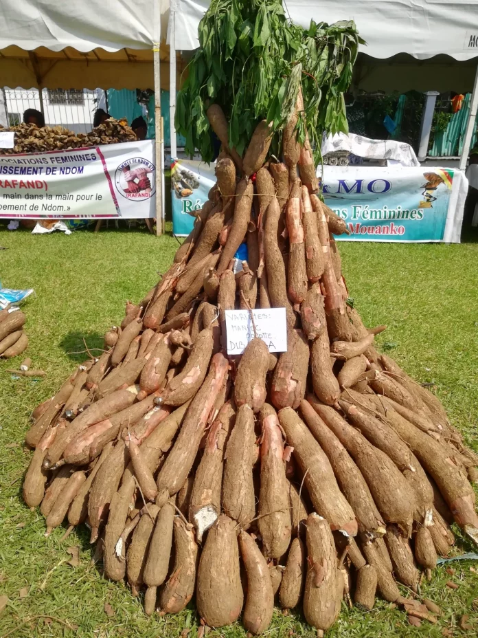 Douala : Capitale du manioc