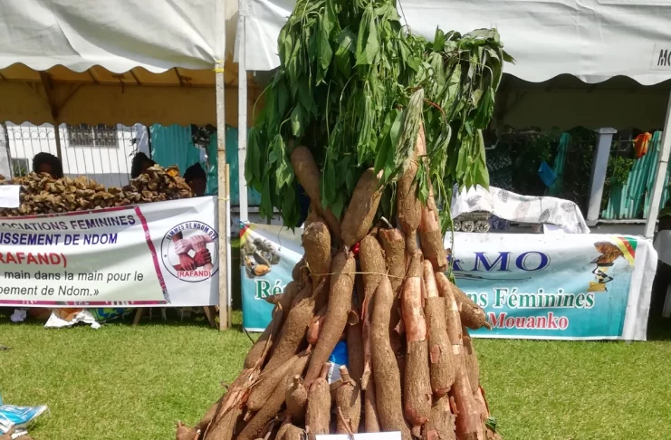 Manioc