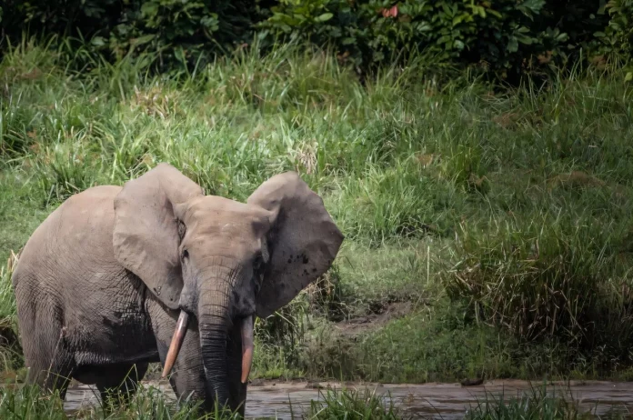 Les éléphants de forêt exaspèrent les villages du Gabon