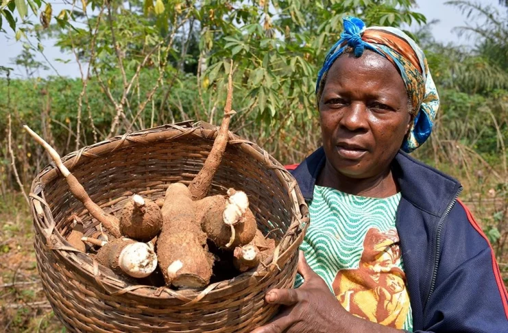 Manioc