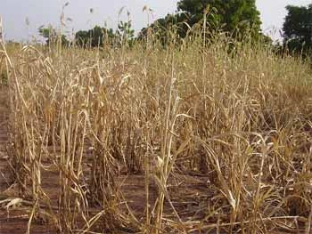 Cameroun : alerte rouge sur la chaleur