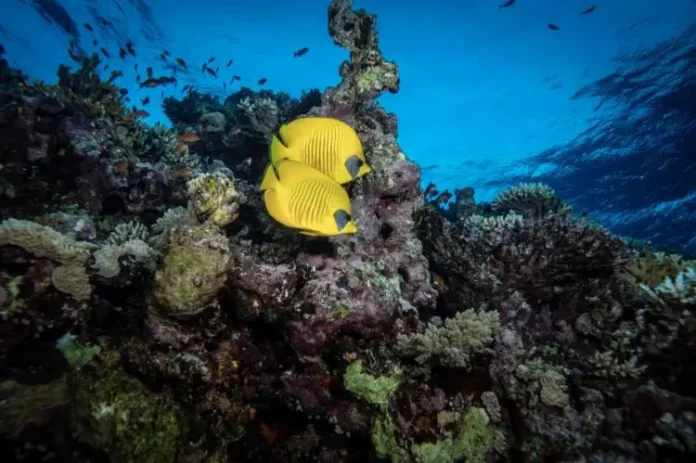 Biodiversité, climat, santé… : les crises liées entre elles, alertent des experts mandatés par l’ONU