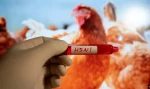 Contamination humaine au virus H5N1 aux États-Unis