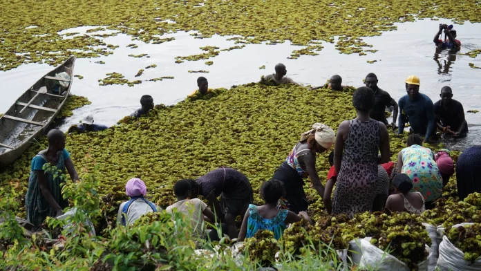 Le combat d’un chercheur camerounais pour les lamantins d’Afrique
