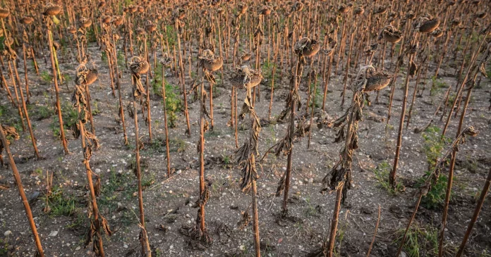 Climat: le seuil de 1,5°C de réchauffement dépassé