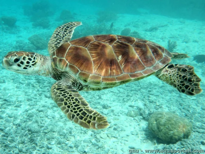 Les tortues de mer peuvent apprendre la carte magnétique d’un endroit préféré