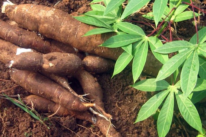Transformation du manioc : La pilule est amère