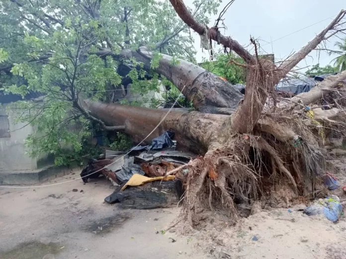 Ndémé: Trois enfants tués par un baobab