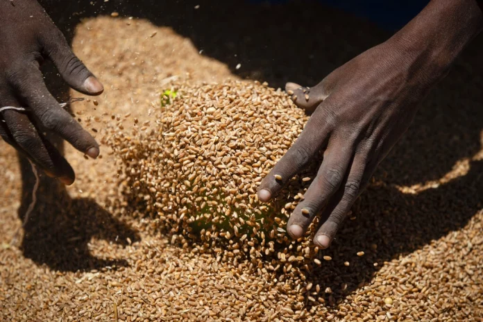 Filière blé : le cri d’alarme des semenciers camerounais