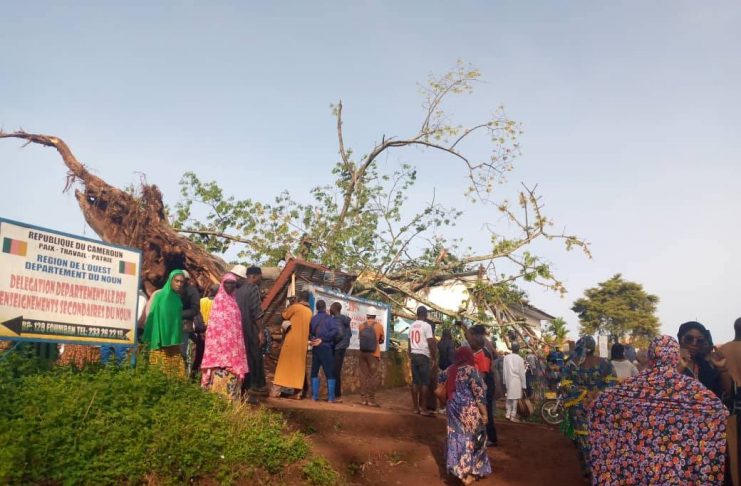 Foumban Baobab