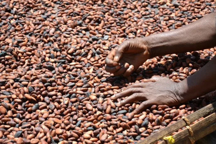 Festival : Yaoundé, capitale mondiale du cacao
