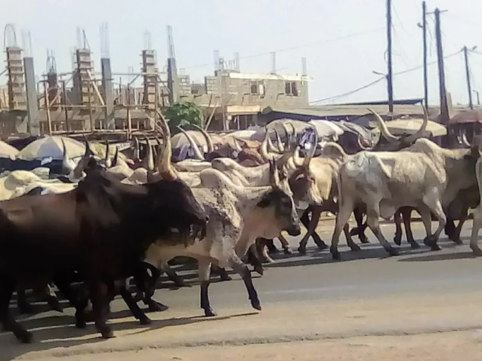 Filière bovine : Douala et Edéa, bientôt un marché