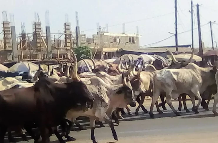 filière bovine